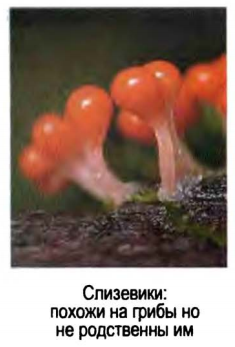 Ответ на вопрос Слизевики и ложные грибы.. Эволюционные системы 